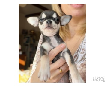 Super playful Chihuahua Puppies For Sale