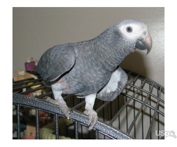 three tame african grey parrots for sale