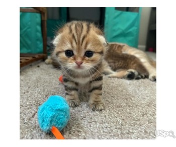 Lovely Scottish Fold For Adoption