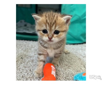 Lovely Scottish Fold For Adoption