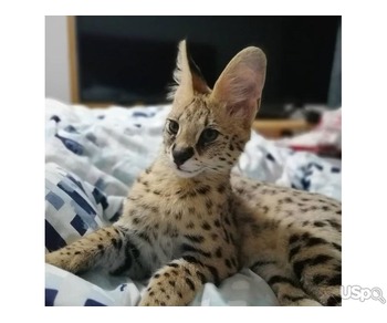 SAVANNAH KITTEN