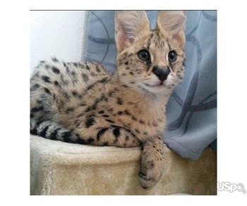 SAVANNAH KITTEN