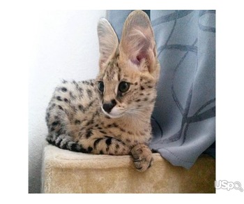 SAVANNAH KITTEN