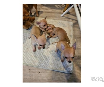 CHIUAHUA PUPPIES READY FOR ADOPTION