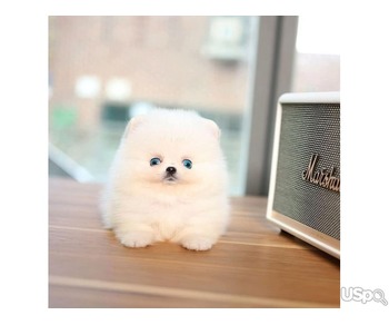 Pomeranian puppy