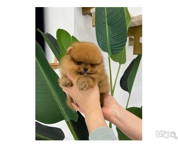 Pomeranian puppy