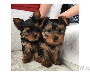 Yorkie puppy for adoption