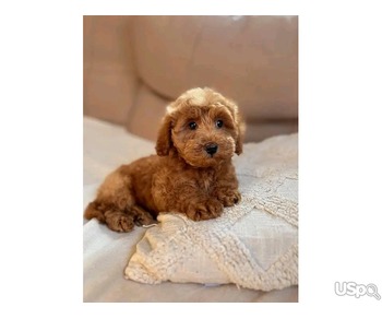 Cavapoo puppy for re-homing