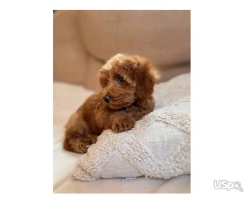 Cavapoo puppy for re-homing