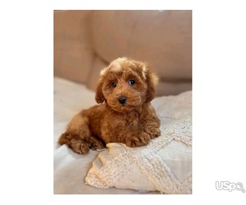 Cavapoo puppy for re-homing