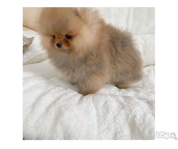 Pomeranian puppy