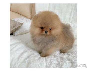 Pomeranian puppy