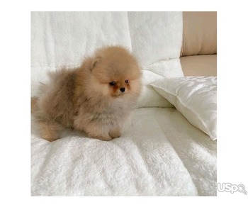 Pomeranian puppy