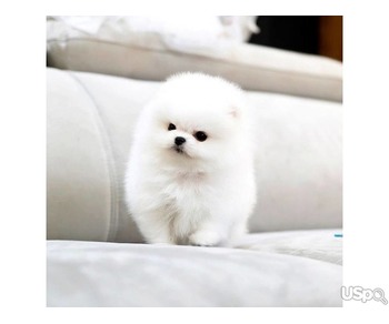 Pomeranian puppy