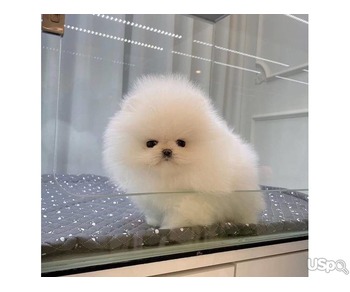 Pomeranian puppy