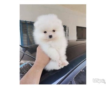 Pomeranian puppy