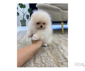 Pomeranian puppy