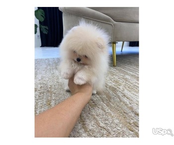 Pomeranian puppy