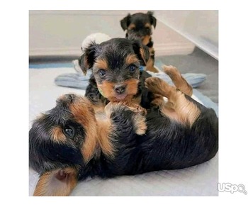 Yorkie puppy for adoption