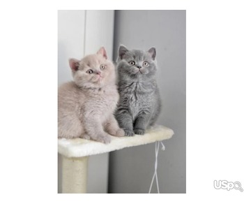 Purebred Raised British Shorthairs