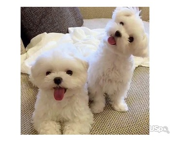 Stunning Maltese babies for sale