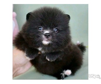 Black pomeranian puppy for adoption