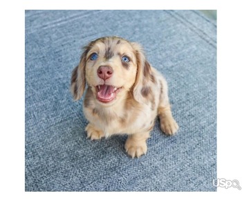 FEMALE DACHSHUND PUPPY