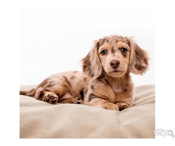 FEMALE DACHSHUND PUPPY