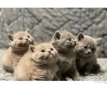 Companion Kittens available