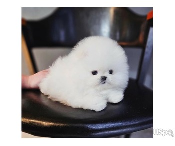 Pomeranian puppy