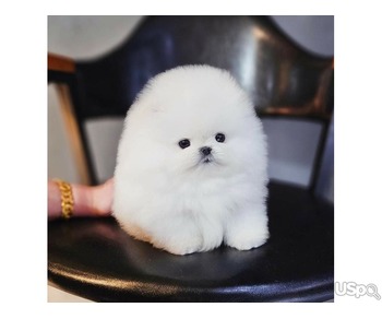 Pomeranian puppy