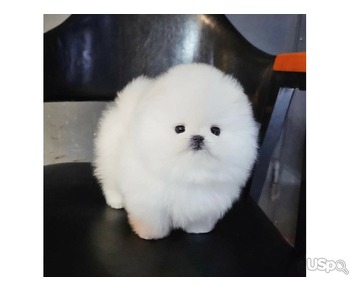 Pomeranian puppy