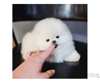 Pomeranian puppy