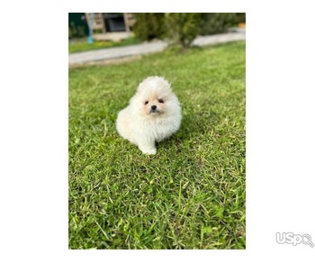 Pomeranian puppy