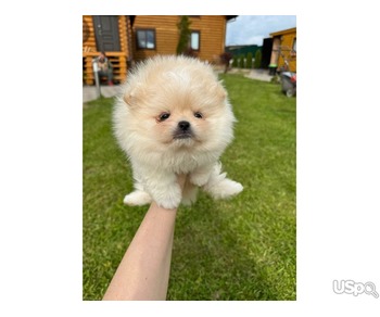 Pomeranian puppy