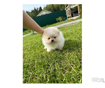 Pomeranian puppy