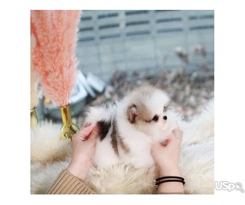 Pomeranian puppy