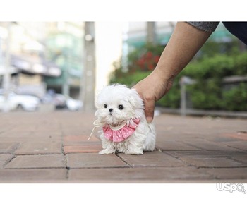 Teacup Maltese Puppies Needs a New Family