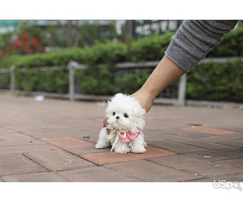 Teacup Maltese Puppies Needs a New Family