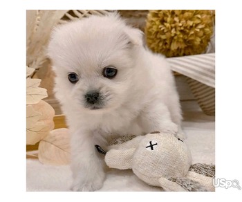 Female Pomeranian puppy for adoption