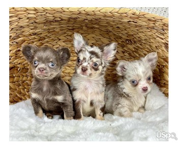 Charming canines awaiting their forever family