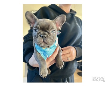 Grey French Bulldog Female for sale