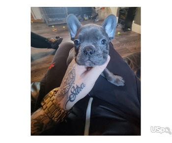 Grey French Bulldog Female for sale