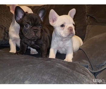 Gorgeous Little French Bulldog Puppies.