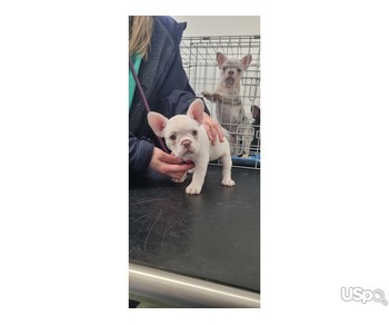 Gorgeous Little French Bulldog Puppies.