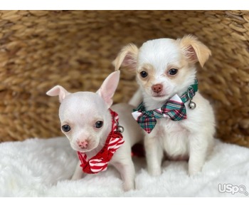 4 legged pals ready for Christmas