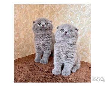 SCOTTISH FOLD READY NOW