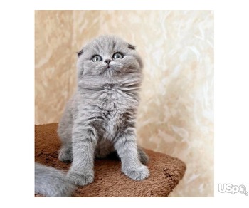 SCOTTISH FOLD READY NOW