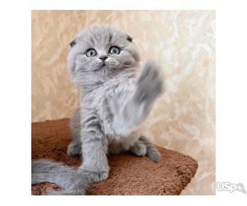 SCOTTISH FOLD READY NOW