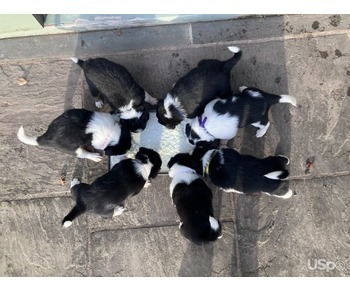 Tri-coloured Collie puppies for sale